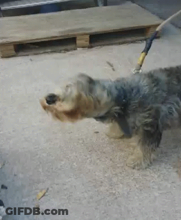 White Dog With Brown Spots Next To Black Cat On Leash GIF