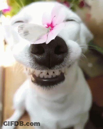 White Dog With Flower On Nose Smiling GIF