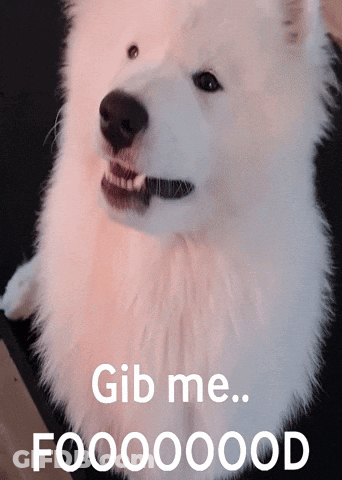 White Dog With Gib Me Foooooood GIF