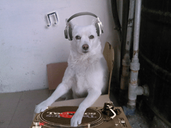 White Dog With Headphones GIF