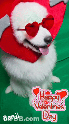 White Dog With Heart Sunglasses And Red Heart Hat Says Happy Valentine's Day Benji GIF