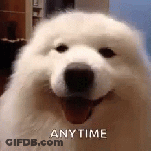 White Dog With Mouth Open Saying Anytime GIF