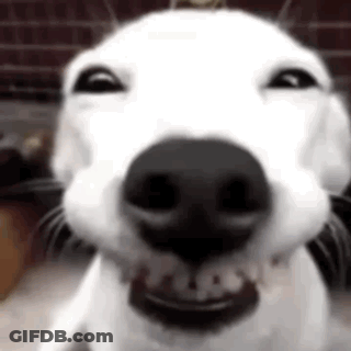 White Dog With Mouth Open Showing Teeth GIF
