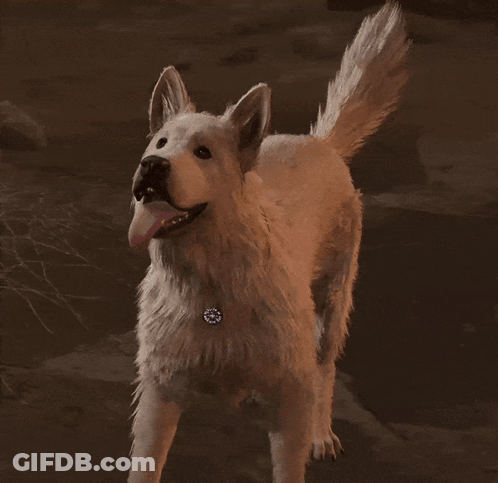 White Dog With Necklace Looking Up GIF