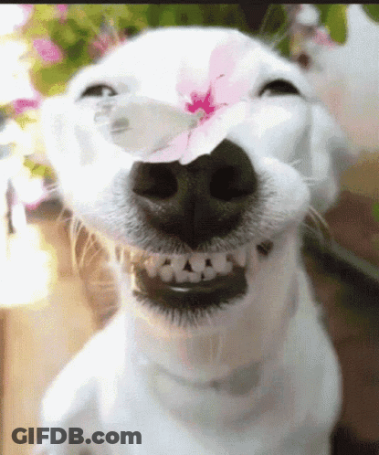 White Dog With Pink Flower In Nose GIF