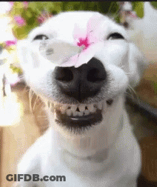 White Dog With Pink Flower On Nose Smiling GIF