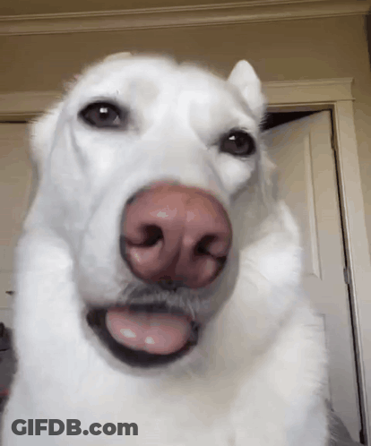 White Dog With Pink Nose GIF