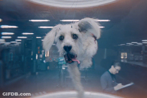 White Dog With Pink Tongue Looking In Dark Room GIF