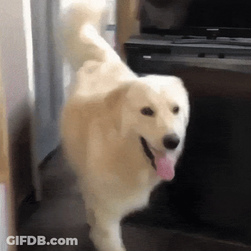 White Dog With Pink Tongue Standing In Front Of TV GIF