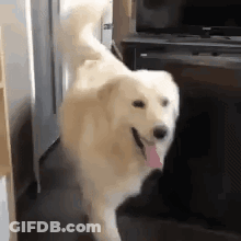 White Dog With Pink Tongue Standing Next To Refrigerator GIF