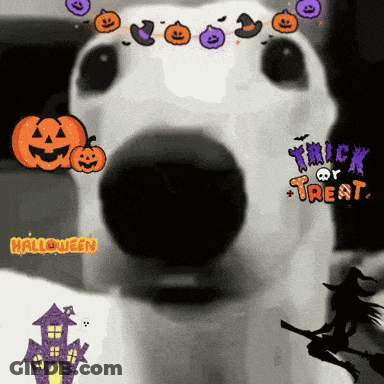 White Dog With Pumpkins Trick Or Treat GIF
