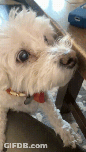 White Dog With Red Collar Sitting GIF