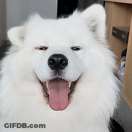 White Dog With Tongue Out GIF
