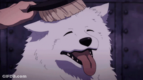 White Dog With Tongue Out Being Brushed GIF