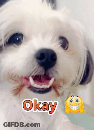 White Dog With Word Okay GIF