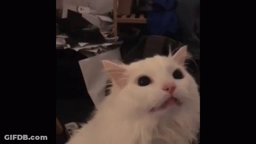 White Dog Yawning Looking Up GIF