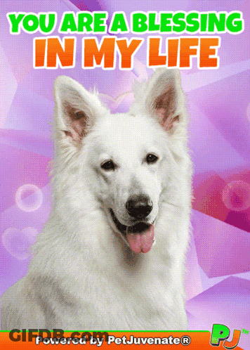 White Dog You Are A Blessing In My Life GIF