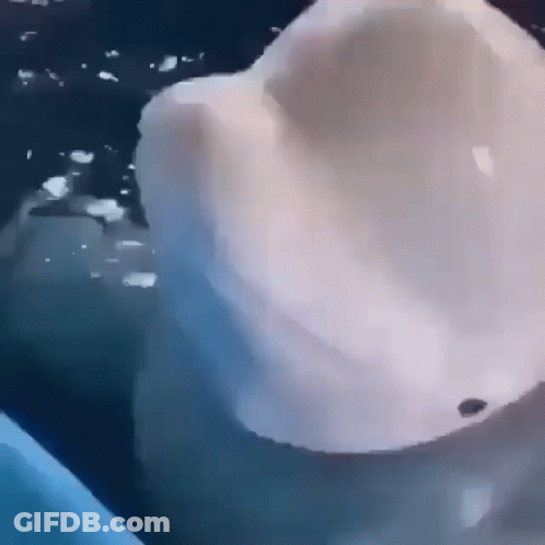 White Dolphin Swimming Close Up GIF