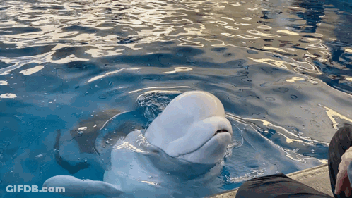 White Dolphin Swimming In Blue Pool Looking At Camera GIF