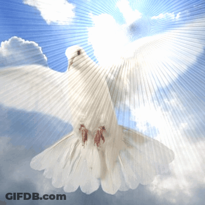 White Dove Flying In Sky With Sun GIF