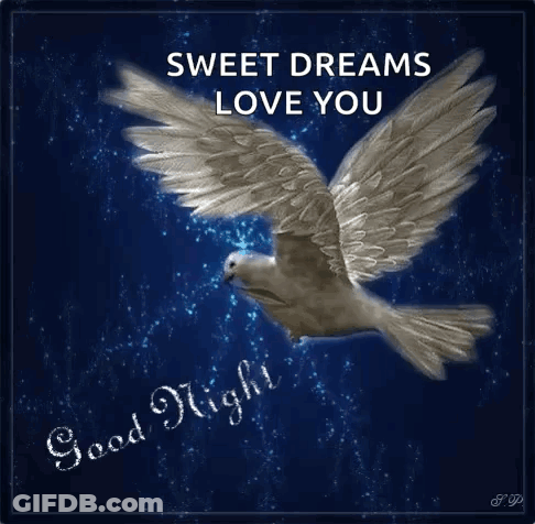 White Dove Flying Night Sky Sweet Dreams Love You GIF