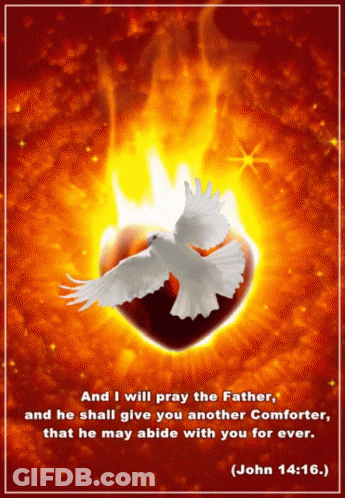 White Dove Flying Over Burning Heart GIF