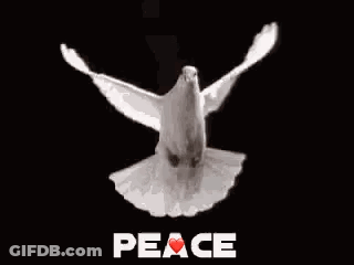 White Dove Flying With Peace GIF