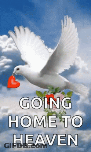 White Dove Flying With Red Heart GIF