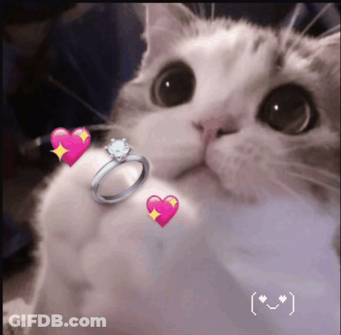 White Dove Flying With Wings Spread Saying Peace GIF