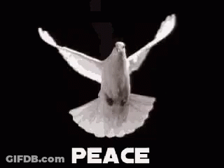 White Dove Flying With Word Peace GIF