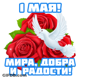 White Dove Sitting On Red Roses GIF