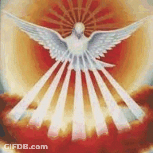 White Dove Surrounded By Rays Of Light GIF