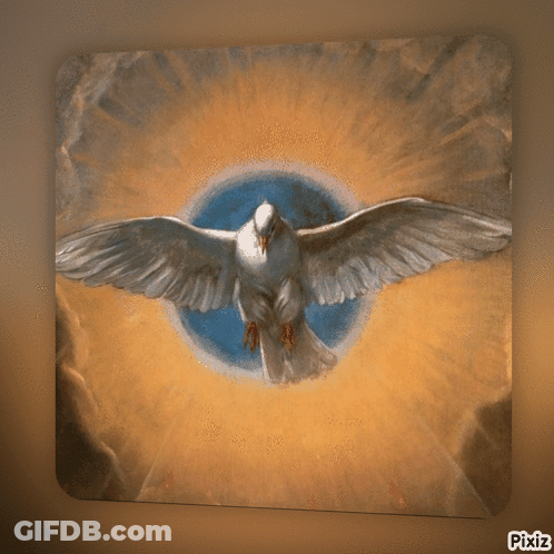 White Dove With Wings Spread And Circle Background Pixiz GIF