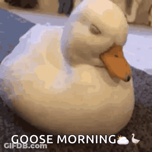 White Duck Eyes Closed Goose Morning GIF
