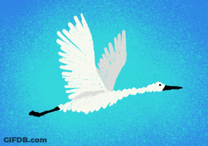 White Duck Flapping Its Wings GIF