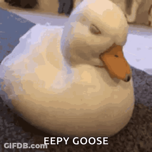 White Duck Lying Down With Eyes Closed GIF