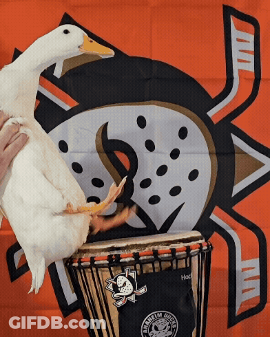 White Duck On Drum With Ducks Banner GIF