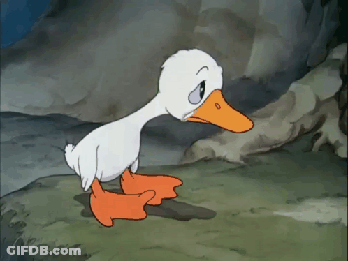 White Duck Standing On Rock GIF