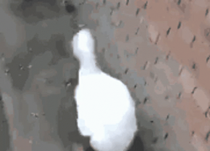 White Duck Waddle Energetically GIF
