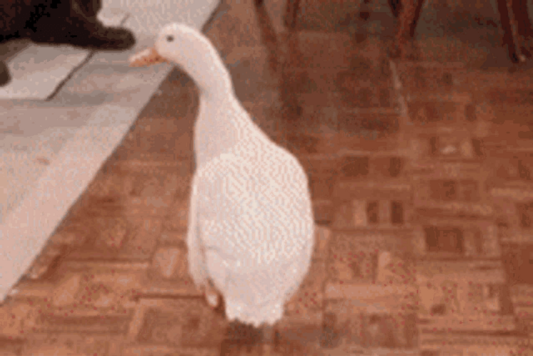White Duck Wagging Tail GIF
