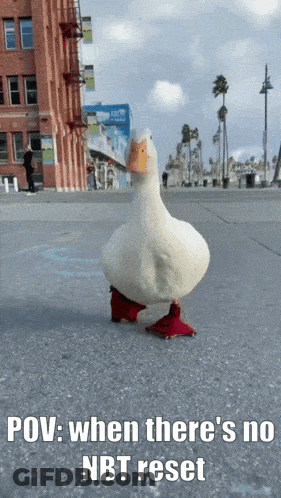 White Duck With Red Feet Walking Sidewalk POV When There's No GIF