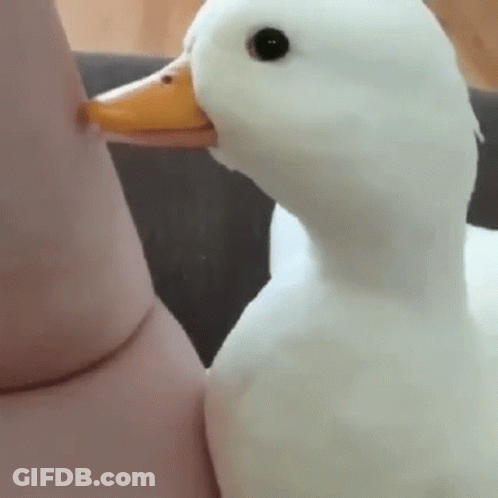 White Duck With Yellow Beak Next To Person's Arm GIF