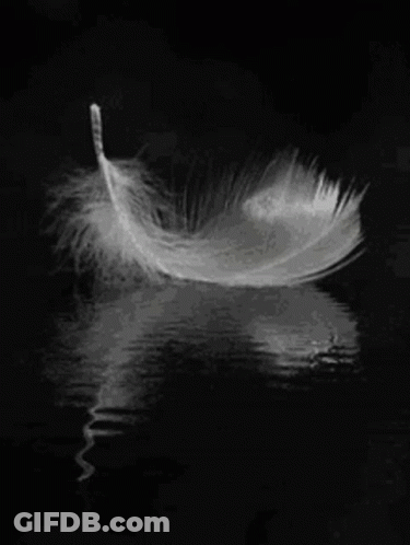 White Feather Floating In Water GIF