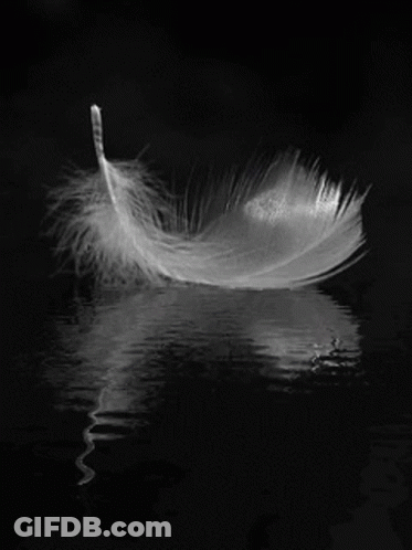 White Feather Floating On Water GIF