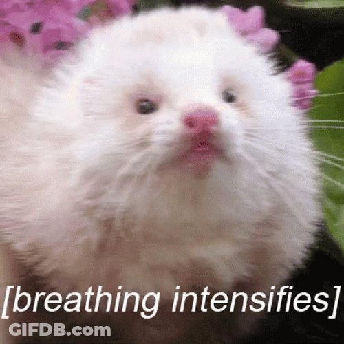 White Ferret Deep Breathing GIF
