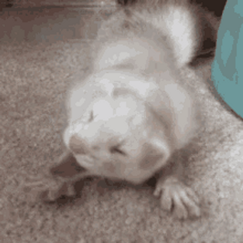 White Ferret Laugh GIF
