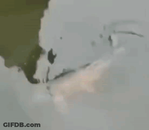 White Fish Swimming GIF