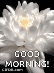 White Flower Good Morning GIF