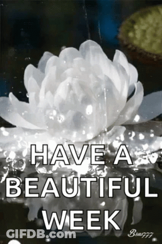 White Flower Saying Have A Beautiful Week GIF