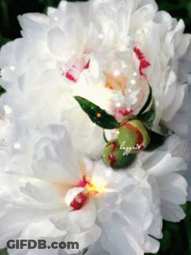 White Flower With Name Lagniaz GIF